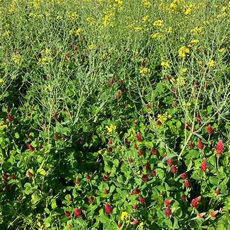 cover crops with yellow and red blooms in a field