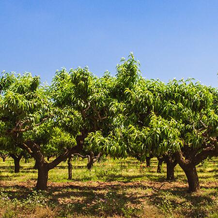 peach trees is an orchard with green leaves