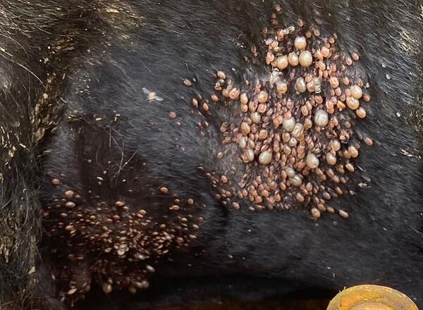 Flank of cow infested with Asian Longhorned Ticks