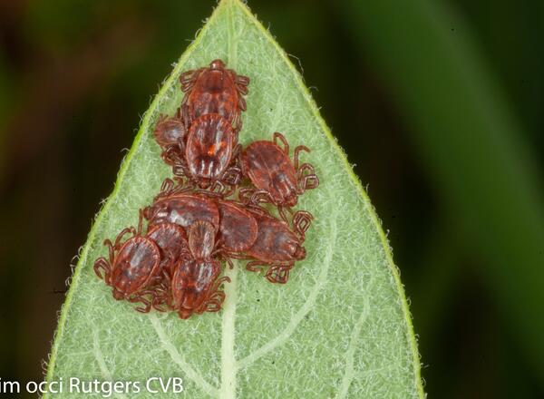 A group of small ticks gather at the edge of a leaf
