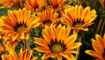 Picture of orange flowers