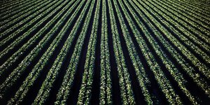 Photo of row crops in a field
