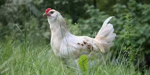 White chicken stands in tall grass.